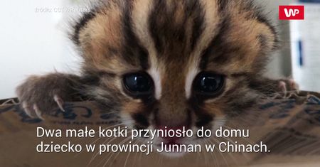 Zabrał kotki do domu. Rodzice od razu zaczęli nabierać podejrzeń