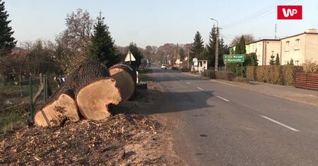 Wycięto kilkusetletnie dęby, by przebudować drogę. Mieszkańcy: to barbarzyństwo!