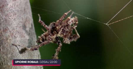 "Upiorne robale" w Telewizji WP