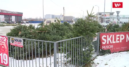 To już ostatni moment na zakup choinki. Zobacz, jakie drzewko wybrać