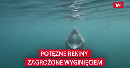 Potężne rekiny zagrożone wyginięciem
