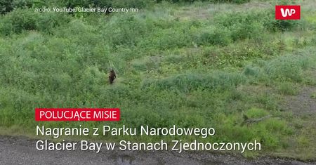 Polujące niedźwiedzie. Niesamowite nagranie