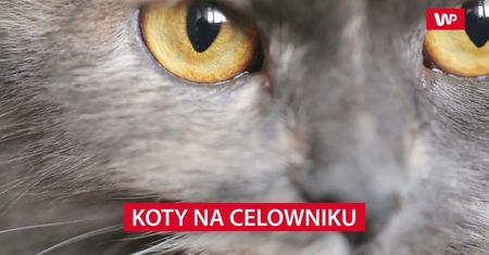 Koty i szczury na celowniku badaczy
