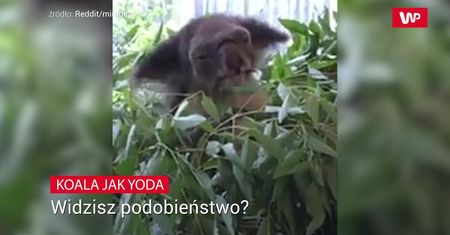 Koala jak mistrz Yoda