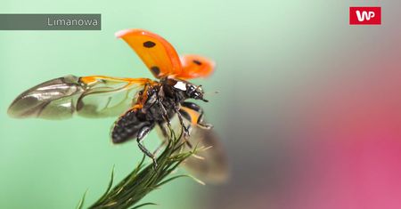 Pierwsze burze i kwiaty. Wiosna w obiektywie czytelników WP