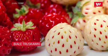 Białe truskawki. Właściwości oryginalnej odmiany