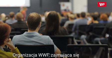 Raport WWF. Zawartość plastiku w oceanach podwoi się do 2030 roku