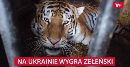 Tygrys wskazał, kto wygra wybory