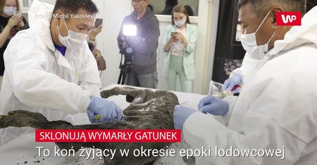 Chcą wskrzesić gatunek konia sprzed 42 tys. lat