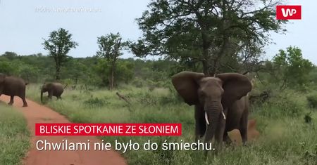 Szarża słonia. Nagranie turysty