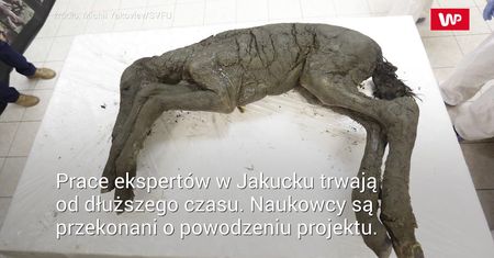 Chcą wskrzesić gatunek konia sprzed 42 tys. lat