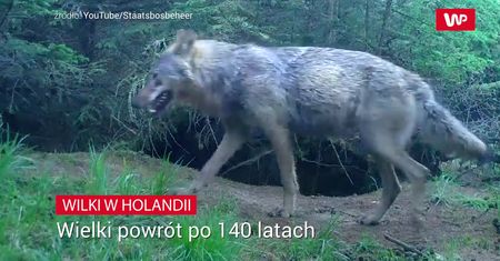 Wilki wróciły do Holandii. Rolnicy obawiają się ataków
