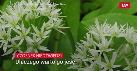 Czosnek niedźwiedzi. Dlaczego warto go jeść?