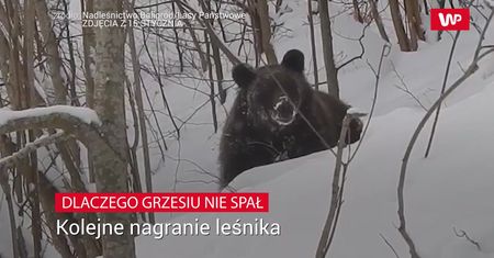 Dlaczego Grzesiu nie spał. Kolejne nagranie leśniczego z Polanek