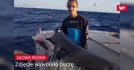 Zdjęcie rekina wywołało burzę. Lawina komentarzy ekspertów