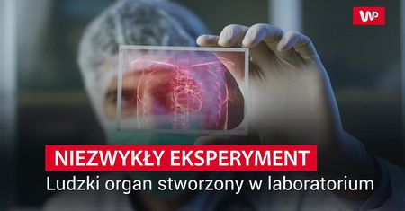 Wyhodowali organ na szalce Petriego. Wielki sukces