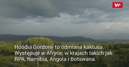 Hoodia gordonii w suplementach na odchudzanie