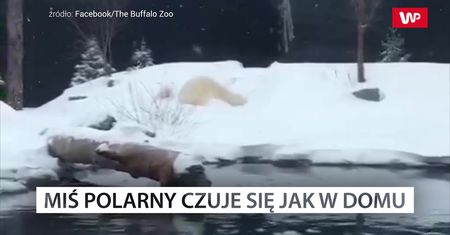 Tak trzeba korzystać z zimy. Weź przykład z niedźwiedzia