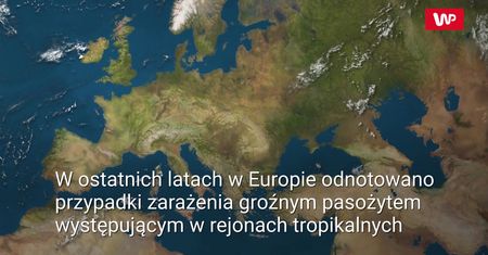Groźna hybryda pasożyta