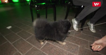 Rusin przyprowadziła Czarka na konferencję "Agenta". Nie odstępował jej na krok!