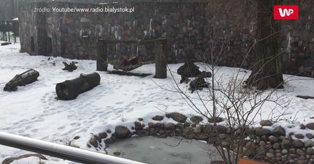"Grześ" z Białegostoku już nie śpi. Woli hamak zamiast gwary