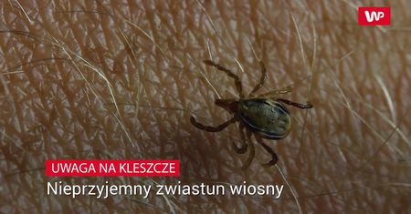 Uwaga na kleszcze