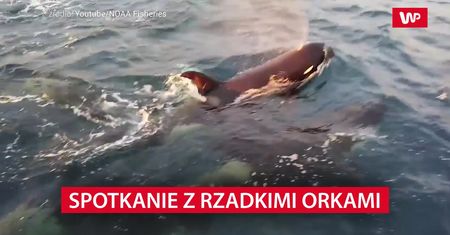 Spotkać je to zaszczyt. Naukowcy zachwyceni