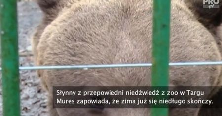 Zimy już nie będzie - ten miś nie pomylił się od 10 lat