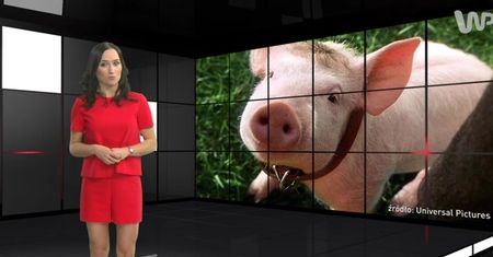 #dziejesiewkulturze: Co zafascynowało Kubricka w filmie "'Babe"'?