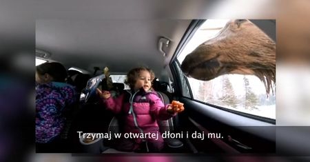 Ciekawski renifer domaga się przekąski