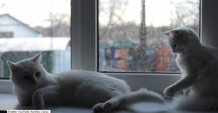 Kocia walka o parapet