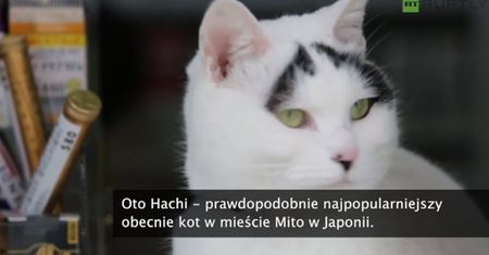 Kot o wyjątkowych brwiach hitem w Japonii