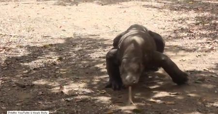 Groźne oblicze warana z Komodo