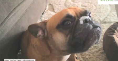 Buldog próbuje zlizać żel kokosowy z własnego nosa