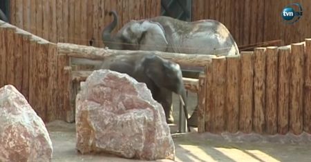 Poznańskie ZOO zaprosiło do Polski Leonardo DiCaprio