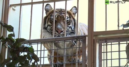 Zwierzęta z zoo stworzyły obrazy. Sprzedały się za 1000 dolarów