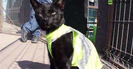 Kot budowniczy. Nadzoruje budowę w Chile i... podbija internet