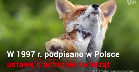 22 maja - Ogólnopolski Dzień Praw Zwierząt