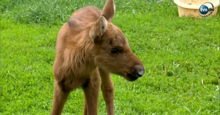 Ludzie zabrali młode łosie z lasu. Interwencja skończyła się tragicznie