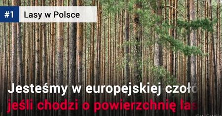 Polskie lasy w liczbach
