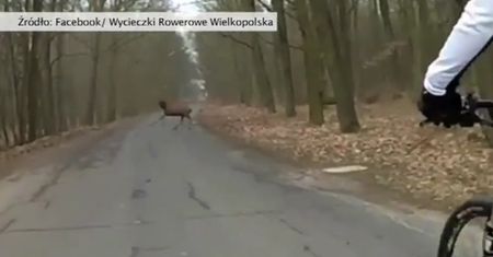 Stado jeleni przecięło drogę rowerzystom