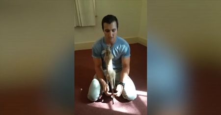 Mały kangur zaufał człowiekowi