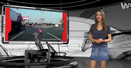 #dziejesiewmoto: tygrys na autostradzie