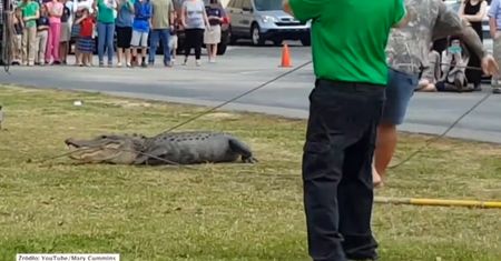 Aligator pod szkołą podstawową