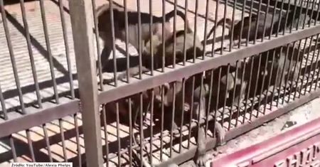 Atak małpy na jedną z turystek w zoo