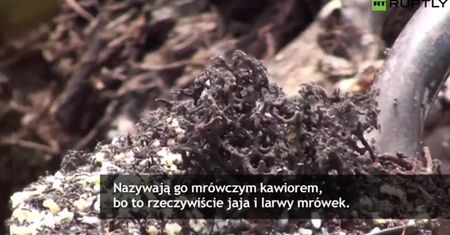 Zajadają się nim miejscowi i turyści. Mrówczy kawior smakuje i kosztuje