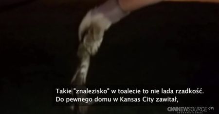Gad "zagnieździł się" w sedesie