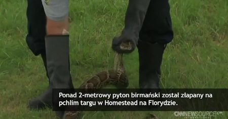 Pyton schwytany na pchlim targu