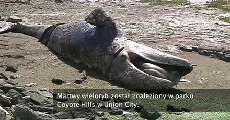 Martwy wieloryb znaleziony przez spacerowiczów