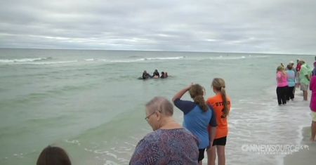 Turyści znaleźli delfina na plaży